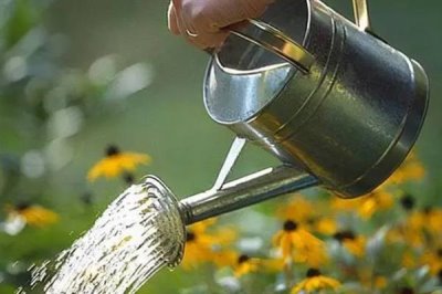 石蒜的浇水方法，春季每隔3-5天浇一次