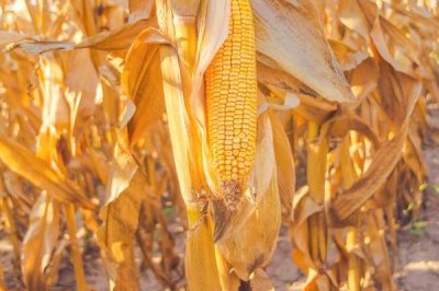 瑞玉808玉米种子特征特性，春播平均生育期118.7天