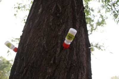 果树上有腻虫怎么处理，若情况比较轻微可将病叶摘