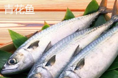 青花鱼和鲅鱼的区别,科属、体长体重、体色、背鳍不同