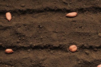 花生如何播种,可进行人工点播