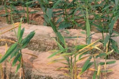 如何防治生姜姜瘟病,播种前要对姜种做消毒处理