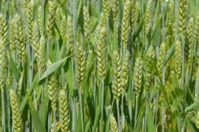 小麦丛矮病防治方式,可用甲拌磷拌种堆闷
