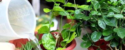 壮根剂的用法，苗床育苗时每株约用1-2克