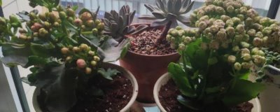 秋天能不能对长寿花换盆，春秋季节均为换盆适期