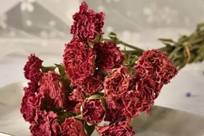 康乃馨能不能做干花,康乃馨是可以做成干花的