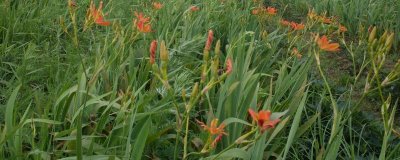 种植射干的前景，目前来看前景比较可观