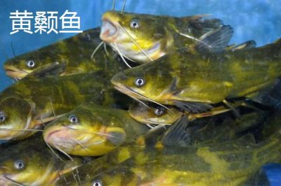 丸世朝天钩5号适合钓多大鱼,是一种特殊的鱼钩