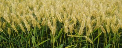 华麦027小麦品种简介,适宜播期10月上中旬