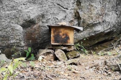 诱蜂最快方法,在诱蜂工具内壁涂抹蜂蜡可吸引蜜蜂