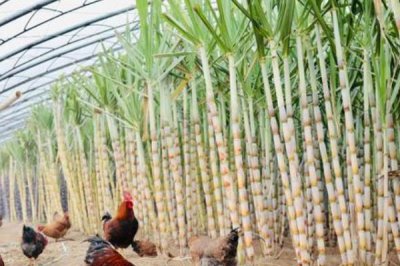 大棚甘蔗的种植方法,发现缺苗断垅情况要及时补苗