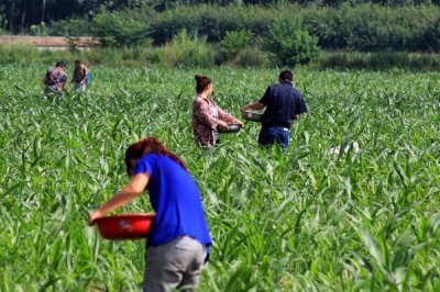 种玉米每亩施肥多少,每亩施入的有机肥不可低于4000公斤
