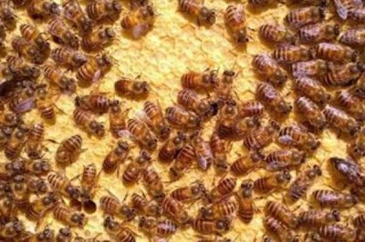 怎么防止蜂王逃跑，每群只有一只蜂王