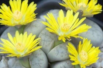 如何移栽生石花，建议在其生长旺季进行移栽