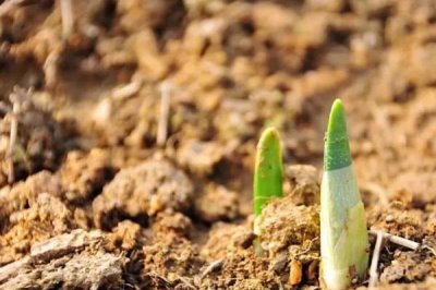 开春播种注意事项,首先应准备好的优质种子