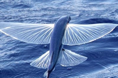 飞鱼的体型，最大约长45公分