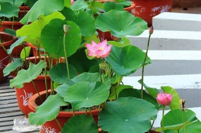 盆栽荷花的养殖方法,盆可选釉盆、瓷盆、紫砂盆等