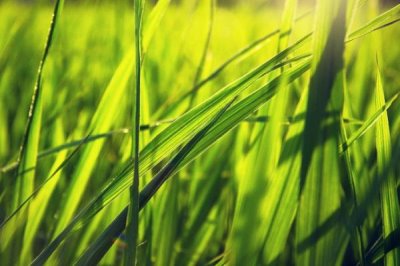 野香优臻占水稻种简介,一般4月下旬5月上旬播种