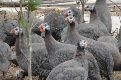 农村养珍珠鸡能否赚钱,具有一定养殖前景但市场价格因地而异