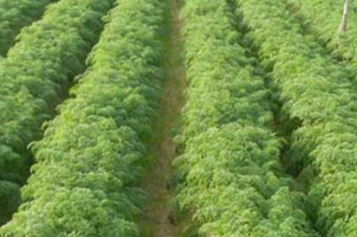 胡萝卜移栽注意事项，拔苗后需马上定植