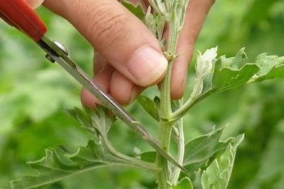 8月份能不能对菊花打顶，只能在当月上旬进行