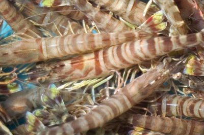 怎么养殖斑节对虾,天晴日暖时可在傍晚放苗