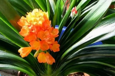 养殖君子兰用什么土壤,以疏松多孔、松散蓬松的土壤为宜