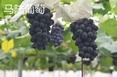 上海市嘉定区的特产，嘉定白蒜深受本地人的欢迎