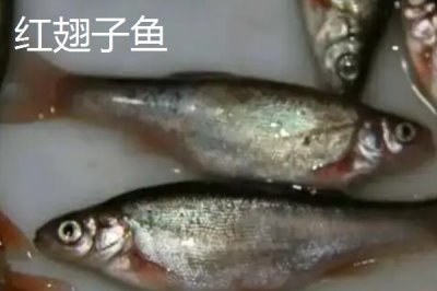 白条鱼和红翅子鱼的区别,白条鱼的体背为青灰色、红翅子鱼背部呈黑灰色