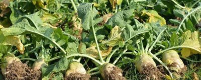 大头菜的种植时间,一般可在7-10月份陆续播种