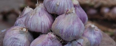 蒜瓣为何在暑假期间不发芽,可能是温度太高、没有去顶、缺水等因素造成