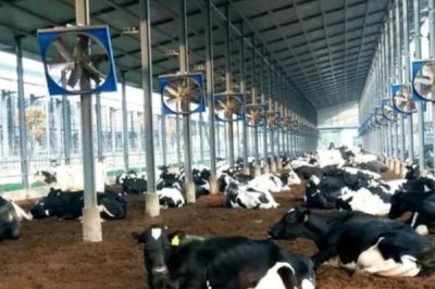 冬季怎么高效养殖奶牛,增加饲喂次数可提高产奶量