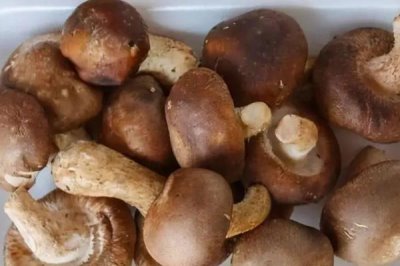 食用菌的种植前景,市场需求大前景广阔