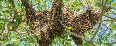 蜜蜂筑巢的条件，要求环境安静且蜜源丰富等