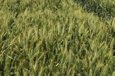 金丰828小麦品种的特性，平均生育期251.5天