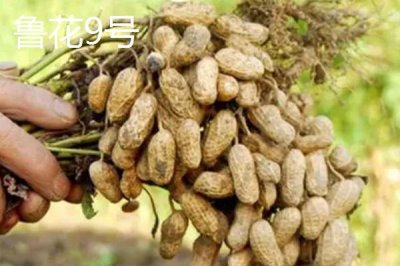 适合山东种植的花生高产品种,以下这六个品种可以考虑