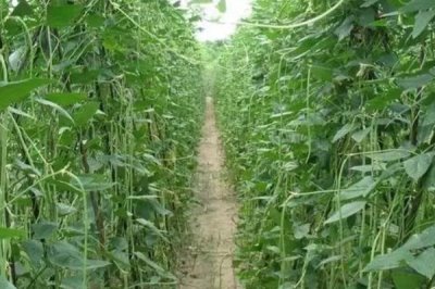 豇豆的亩产量,亩产通常为1700-3000公斤左右