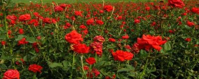 玫瑰的花期持续时间，开花时长为15-30天左右