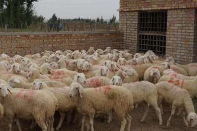 建设标准化养羊场的原则,羊舍面积应根据羊的数量和饲养方法而定