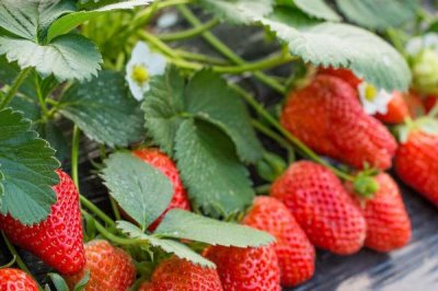 草莓是花托还是果实,草莓是花托