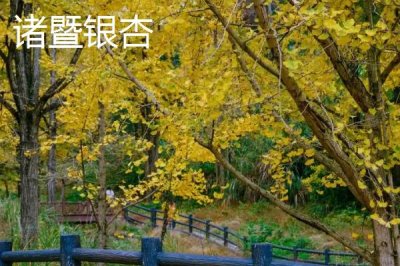 浙江省诸暨市的特产,同山烧被誉为“江南小茅台”
