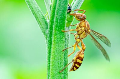 细腰蜂出现在家中如何处理,安全受到威胁时要立即驱赶
