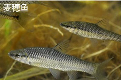 哪些鱼会捕食麦穗鱼,鲈鱼、翘嘴、狗鱼等鱼类会将其它小型鱼类当作食物