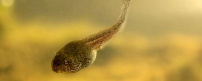 蝌蚪变成青蛙需要多久,经过80-150天左右便可完成蜕变