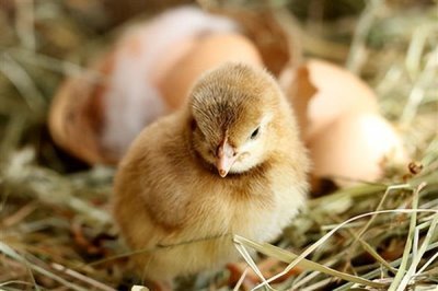 鸡苗多大能散养，1-2个月左右即可