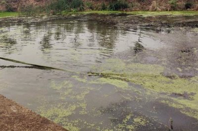 淡水虾的种类，日本沼虾、罗氏沼虾等为主要养殖品种