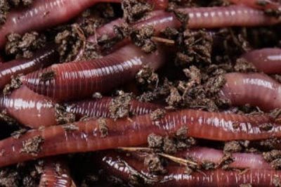 江鼠的产地,广泛分布在长江至珠江各水系