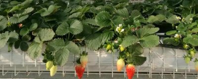草莓无土栽培技术,栽培槽有下挖式栽培槽和高畦栽培槽两种