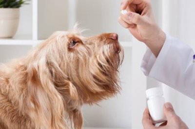 宠物低血糖应该怎么解决,首先要明白低血糖的原因再对症治疗