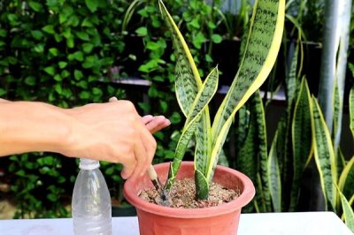 如何促使虎皮兰冒新芽，要为其提供良好的透气环境